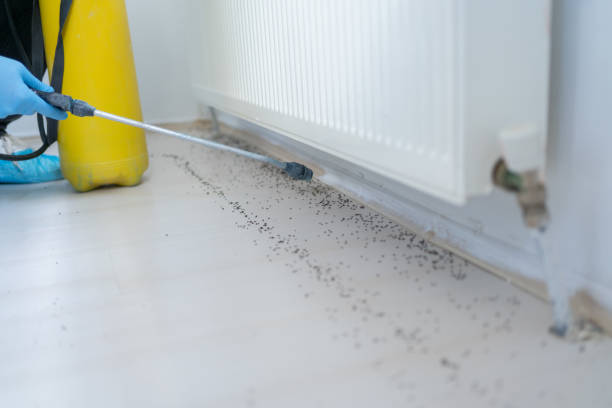 Best Spider Control Near Me  in Lynn, IN