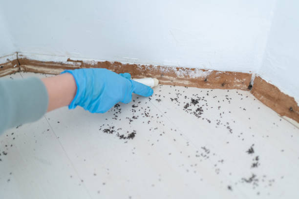 Reliable Lynn, IN Pest Control Solutions